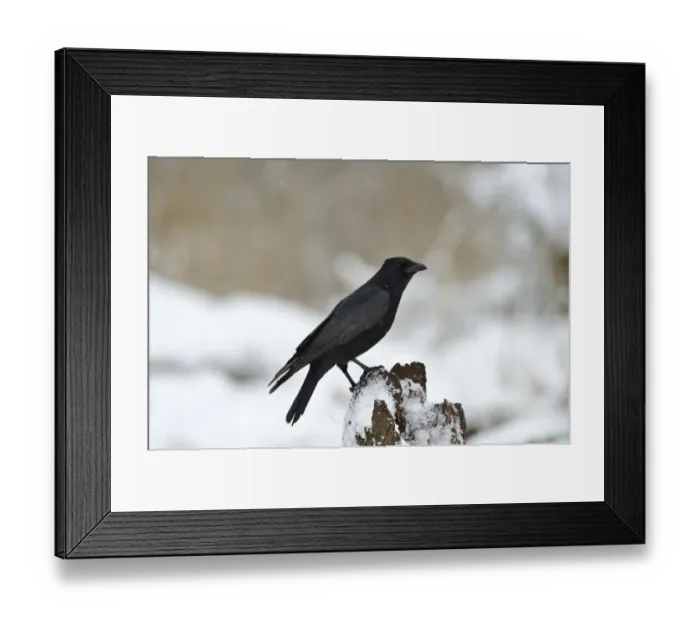 Framed Print : Carrion Crow Corvus corone showing nictating membrane Norfolk Framed Print : Carrion Crow Corvus corone showing nictating membrane Norfolk