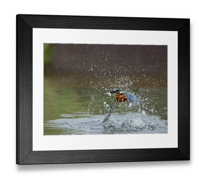 Framed Print : Common Kingfisher Alcedo atthis with Minnow Worcestershire July Framed Print : Common Kingfisher Alcedo atthis with Minnow Worcestershire July
