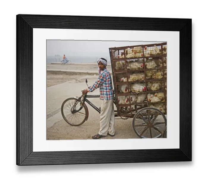Framed Print : Transporting chickens to market in a New Delhi suburb India Framed Print : Transporting chickens to market in a New Delhi suburb India