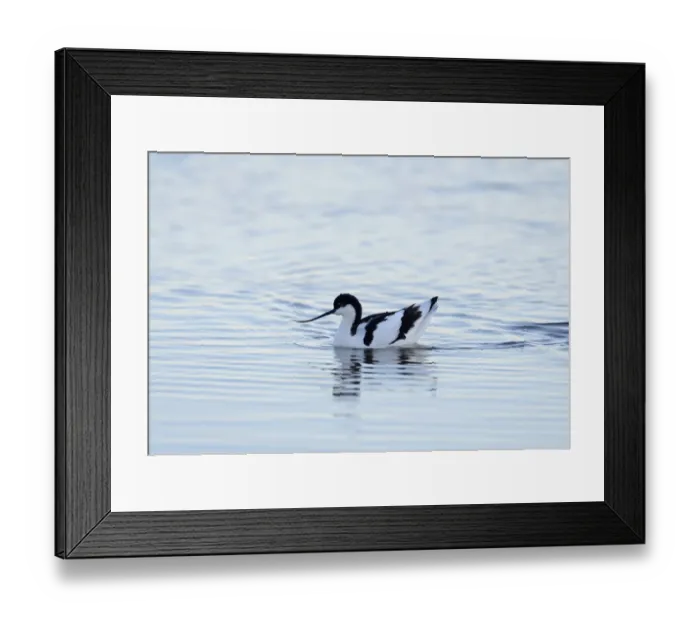 Framed Print : Avocet Recurvirostra avosetta Cley Norfolk Framed Print : Avocet Recurvirostra avosetta Cley Norfolk