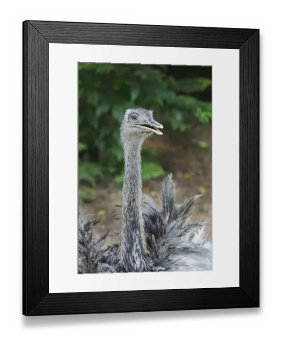 Framed Print : Rhea, Rhea americana Chile South America Framed Print : Rhea, Rhea americana Chile South America