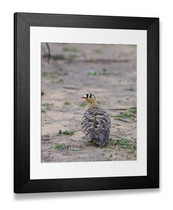 Framed Print : Painted sandgrouse (pterocles indicus) Ranthambore India