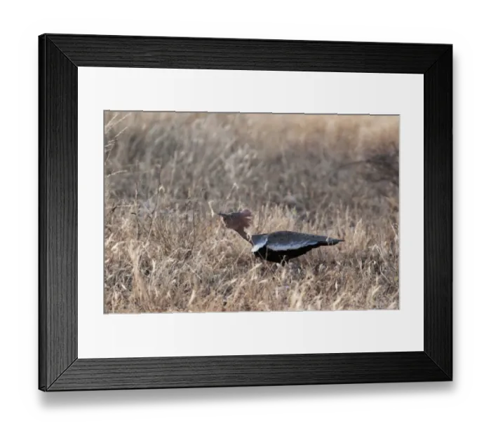 Framed Print : buff crested bustard bustard kenya africa east africa Framed Print : buff crested bustard bustard kenya africa east africa