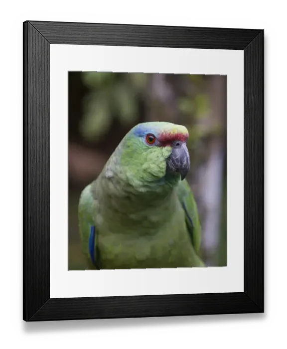 Framed Print : Festive Parrot Amazona festiva Iquitos Amazon Peru Framed Print : Festive Parrot Amazona festiva Iquitos Amazon Peru