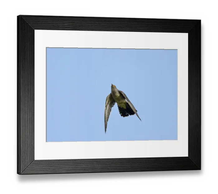 Framed Print : Common Cuckoo Cuculus canorus male Norfolk Framed Print : Common Cuckoo Cuculus canorus male Norfolk