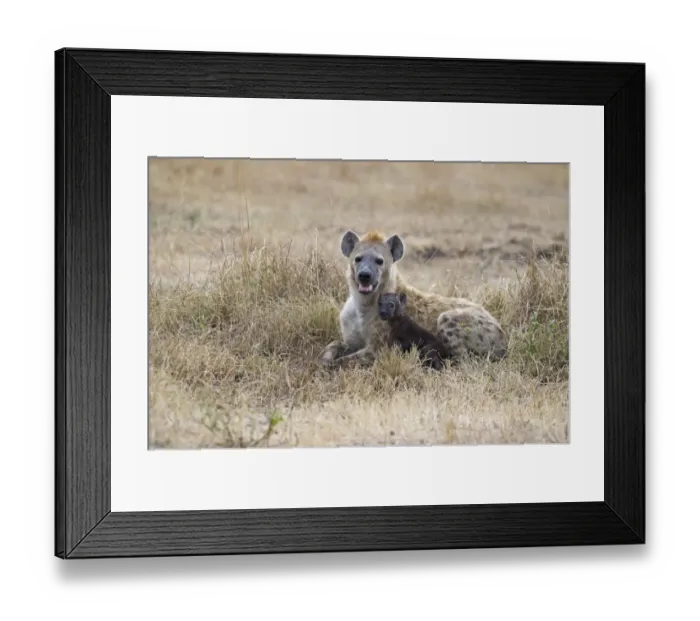 Framed Print : Spotted Hyena Crocuta crocuta with young pup Masai Mara Kenya Framed Print : Spotted Hyena Crocuta crocuta with young pup Masai Mara Kenya