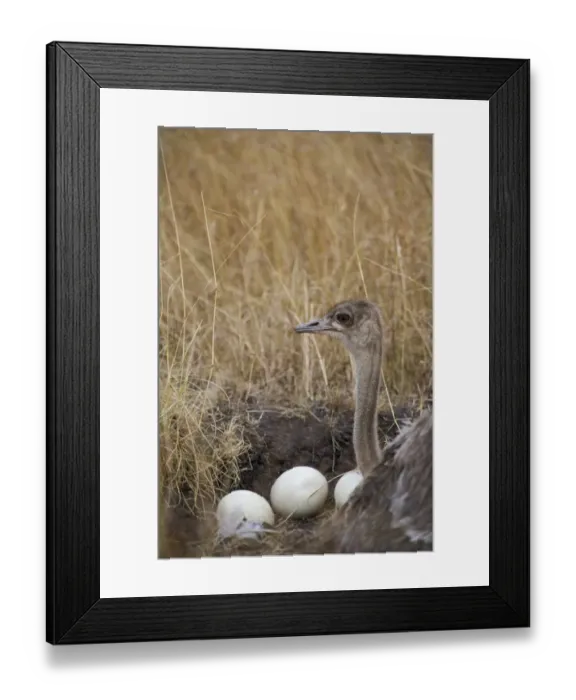 Framed Print : Common Ostrich Struthio camelus female at nest on Masai Mara Kenya Framed Print : Common Ostrich Struthio camelus female at nest on Masai Mara Kenya