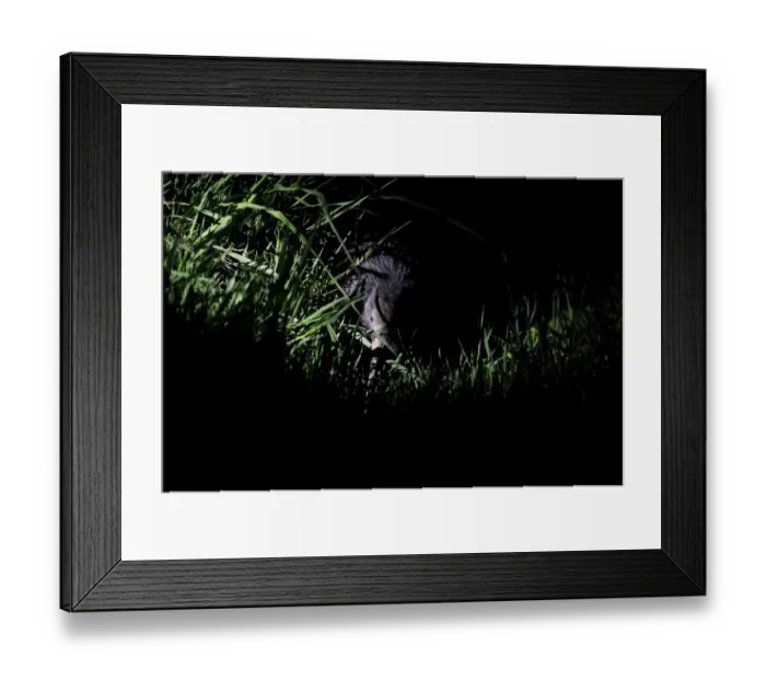 Framed Print : Northern Brown Kiwi, Apteryx mantelli Kerikeri North Island New Zealand Framed Print : Northern Brown Kiwi, Apteryx mantelli Kerikeri North Island New Zealand