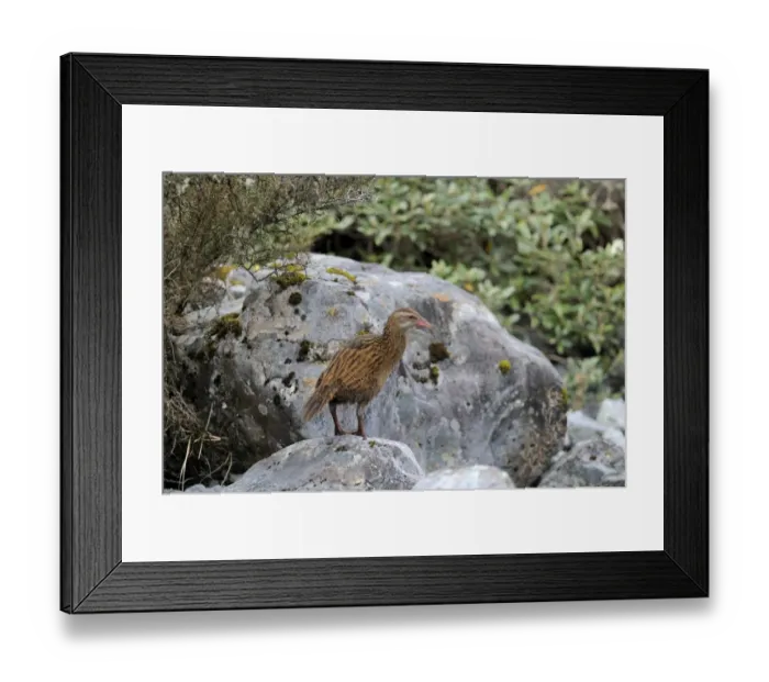 Framed Print : Weka Gallirallus australis South Island New Zealand Framed Print : Weka Gallirallus australis South Island New Zealand