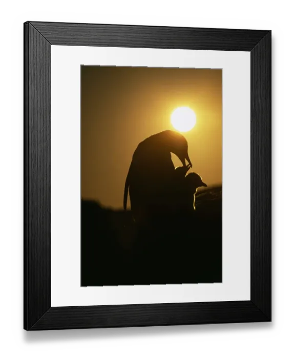 Framed Print : Gentoo Penguin, Pygoscelis papua, with chicks, silhouetted at sunset, Petermann Island Framed Print : Gentoo Penguin, Pygoscelis papua, with chicks, silhouetted at sunset, Petermann Island