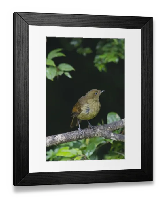 Framed Print : Crested Satinbird formerly known as Crested Bird of Paradise Cnemophilus macgregorii