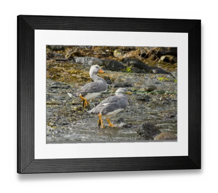 Framed Print : 002605 Framed Print : 002605