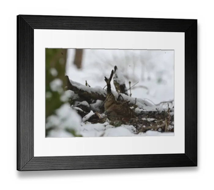 Framed Print : Eurasian Woodcock (Scolopax rusticola) Norfolk winter Framed Print : Eurasian Woodcock (Scolopax rusticola) Norfolk winter