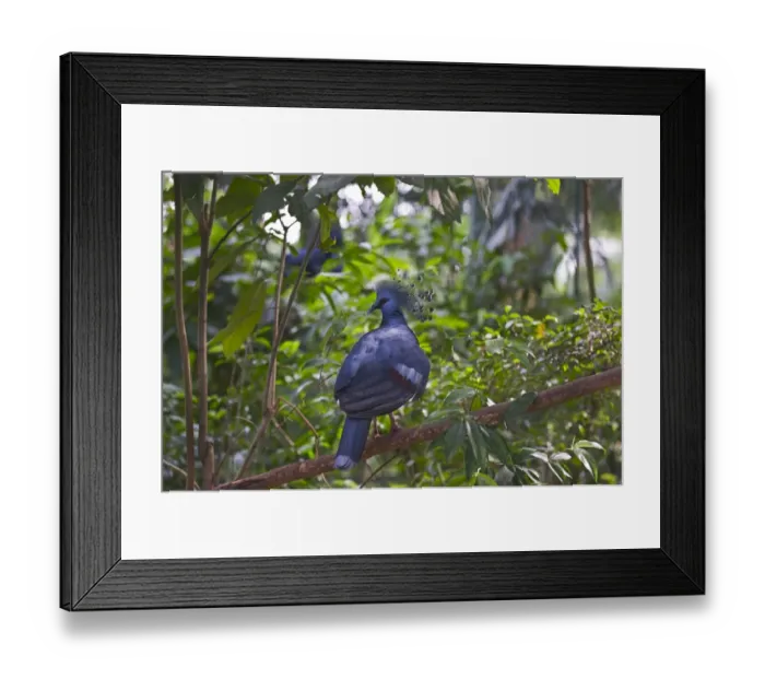 Framed Print : Victoria Crowned Pigeon, Goura victoria New Guinea Framed Print : Victoria Crowned Pigeon, Goura victoria New Guinea