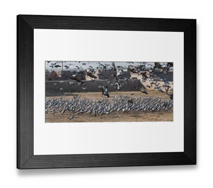 Framed Print : Demoiselle Cranes Anthropoides virgo at Kichan in Thar Desert Rajasthan India November Framed Print : Demoiselle Cranes Anthropoides virgo at Kichan in Thar Desert Rajasthan India November
