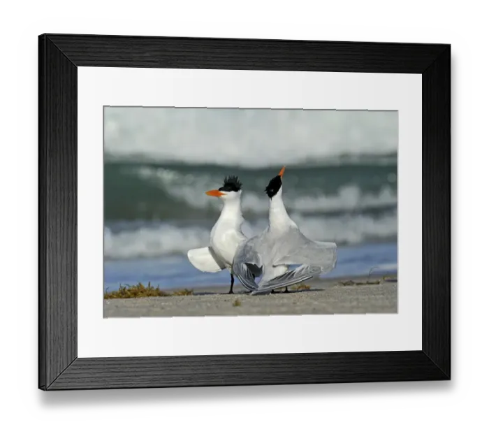 Framed Print : Royal Terns Thalasseus maximus pair displaying on beach Cape Canaveral Florida USA Framed Print : Royal Terns Thalasseus maximus pair displaying on beach Cape Canaveral Florida USA