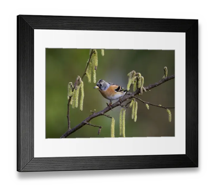 Framed Print : Brambling Fringilla montifringilla non breeding male Norfolk winter Framed Print : Brambling Fringilla montifringilla non breeding male Norfolk winter