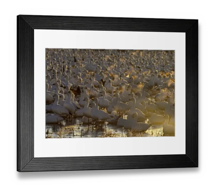Framed Print : Snow Geese (Chen caerulescens) at dawn Bosque del Apache New Mexico USA winter
