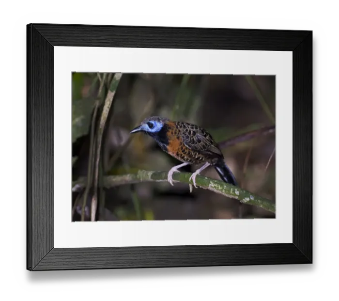 Framed Print : Ocellated Antbird Phaenostictus mcleannani feeding around ant swarm along Pipeline Framed Print : Ocellated Antbird Phaenostictus mcleannani feeding around ant swarm along Pipeline