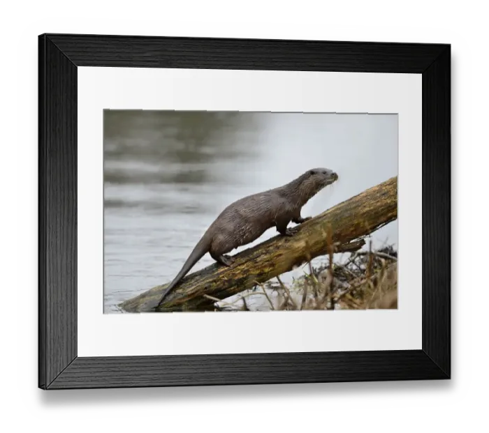 Framed Print : European Otter (Eurasian River Otter) Lutra lutra on River Thet, Thetford, Norfolk Framed Print : European Otter (Eurasian River Otter) Lutra lutra on River Thet, Thetford, Norfolk