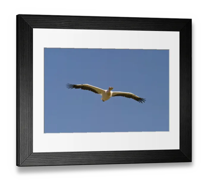 Framed Print : Great White Pelican Pelecanus onocrotalus Lake Nakuru Kenya Framed Print : Great White Pelican Pelecanus onocrotalus Lake Nakuru Kenya