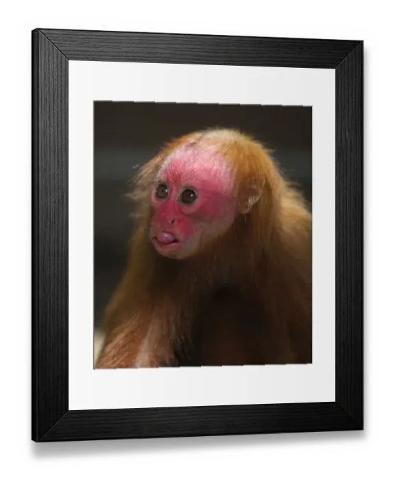 Framed Print : Bald Uakari (Red Uakari) Cavajeo calvus ucayalii Iquitos region Amazon Basin Peru Framed Print : Bald Uakari (Red Uakari) Cavajeo calvus ucayalii Iquitos region Amazon Basin Peru