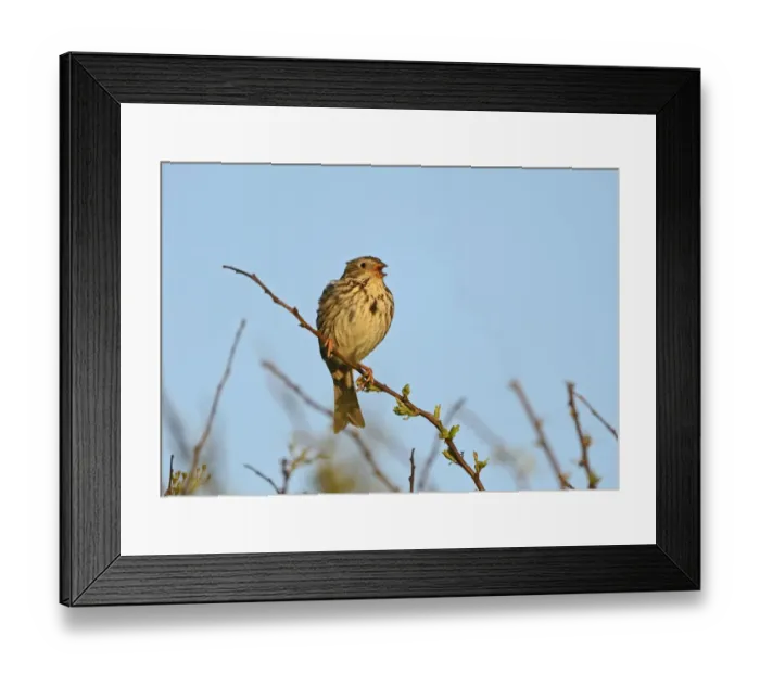 Framed Print : Corn Bunting Miliaria calandra in song Norfolk May Framed Print : Corn Bunting Miliaria calandra in song Norfolk May