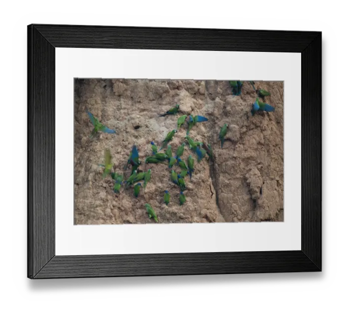 Framed Print : Chestnut-fronted Macaws (Ara severa) and Blue-headed Parrots at clay lick Tambopata Framed Print : Chestnut-fronted Macaws (Ara severa) and Blue-headed Parrots at clay lick Tambopata