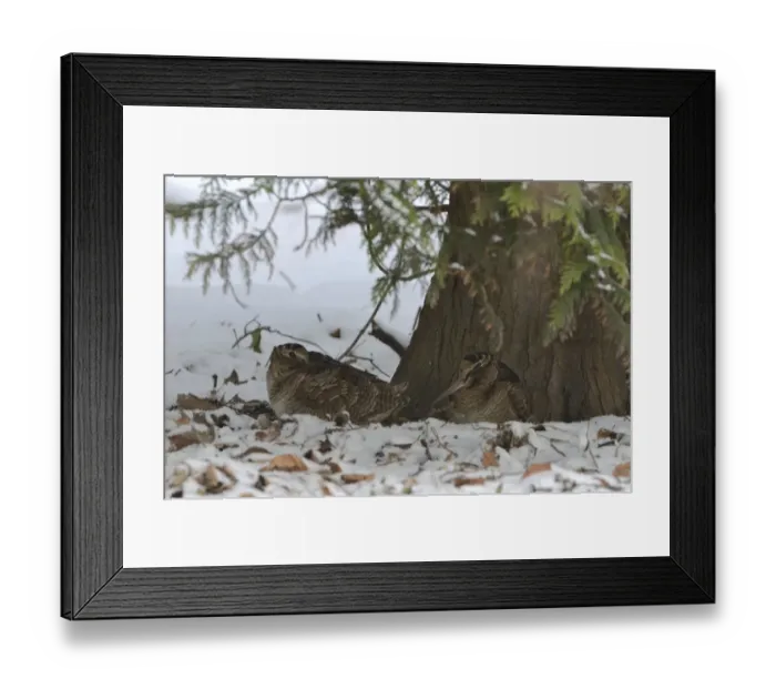Framed Print : Eurasian Woodcock (Scolopax rusticola) Norfolk winter Framed Print : Eurasian Woodcock (Scolopax rusticola) Norfolk winter