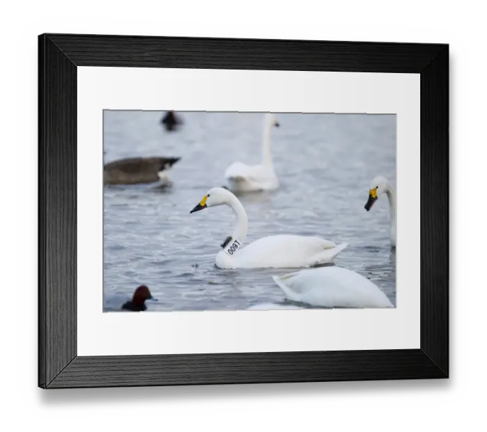 Framed Print : Bewicks Swan Cynus columbianus with geo locator strapped to neck Slimbridge Glos winter Framed Print : Bewicks Swan Cynus columbianus with geo locator strapped to neck Slimbridge Glos winter