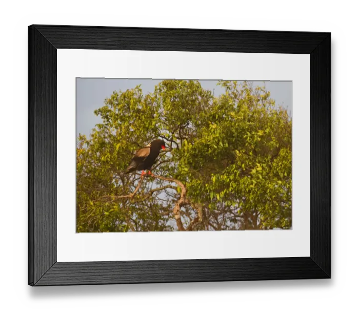 Framed Print : Bateleur Terathopius ecaudatus Kenya East Africa Framed Print : Bateleur Terathopius ecaudatus Kenya East Africa