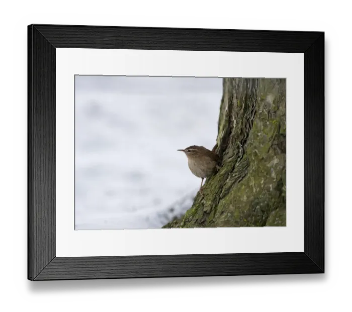 Framed Print : Wren Troglodytes troglodyres Norfolk winter Framed Print : Wren Troglodytes troglodyres Norfolk winter