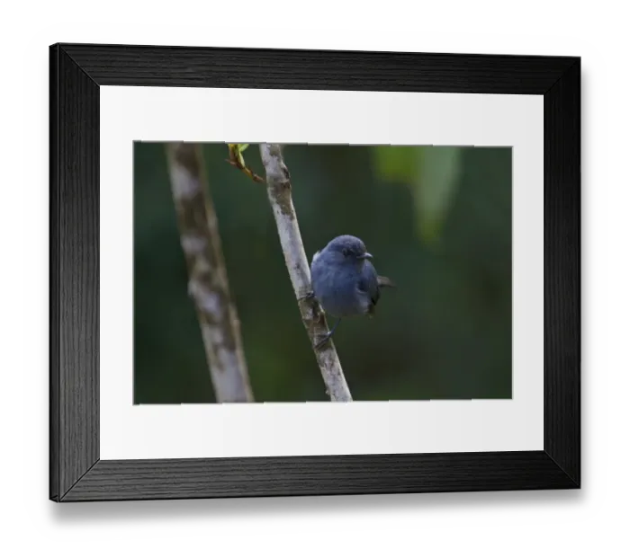 Framed Print : Blue-grey Robin (Slaty Robin) Peneothello cyanus Tari Southern Highlands Papua New Guinea Framed Print : Blue-grey Robin (Slaty Robin) Peneothello cyanus Tari Southern Highlands Papua New Guinea