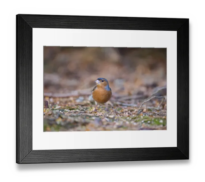 Framed Print : Chaffinch Fringilla coelebs male Scotland winter Framed Print : Chaffinch Fringilla coelebs male Scotland winter
