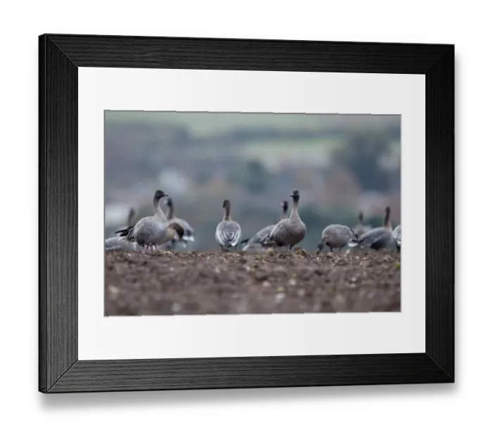 Framed Print : Pink-footed Geese Anser brachyrynchus on cut sugar beet field North Norfolk winter
