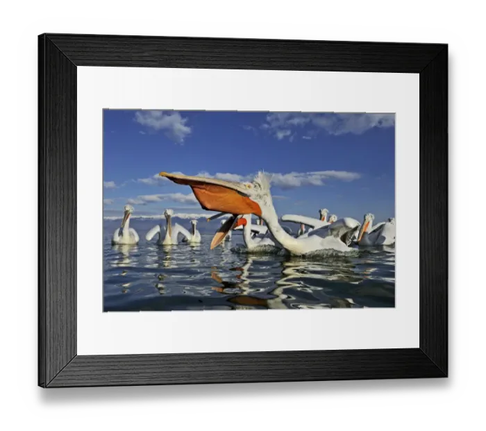 Framed Print : Dalmatian Pelicans Pelicanus cristatus feeding on fish at Lake Kerkini Northern Greece Framed Print : Dalmatian Pelicans Pelicanus cristatus feeding on fish at Lake Kerkini Northern Greece