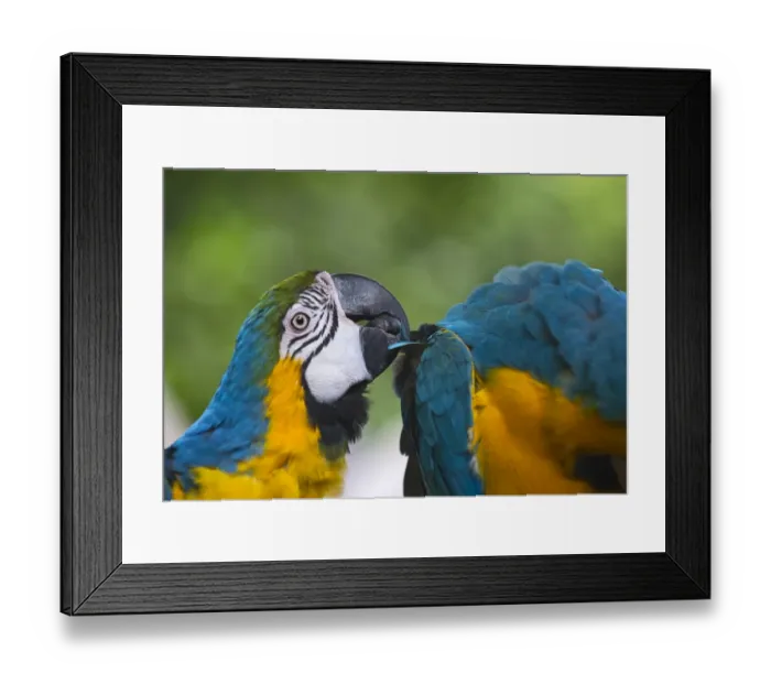 Framed Print : Blue-and-Yellow Macaw (Ara ararauna) captive Framed Print : Blue-and-Yellow Macaw (Ara ararauna) captive