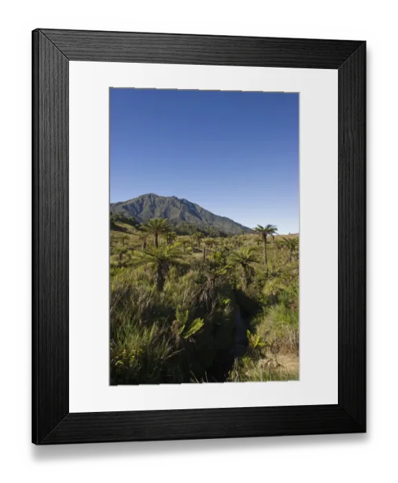 Framed Print : Alpine grassland and Cycads at 9000 ft at Tari Gap in Southern Highlands Papua New Guinea Framed Print : Alpine grassland and Cycads at 9000 ft at Tari Gap in Southern Highlands Papua New Guinea