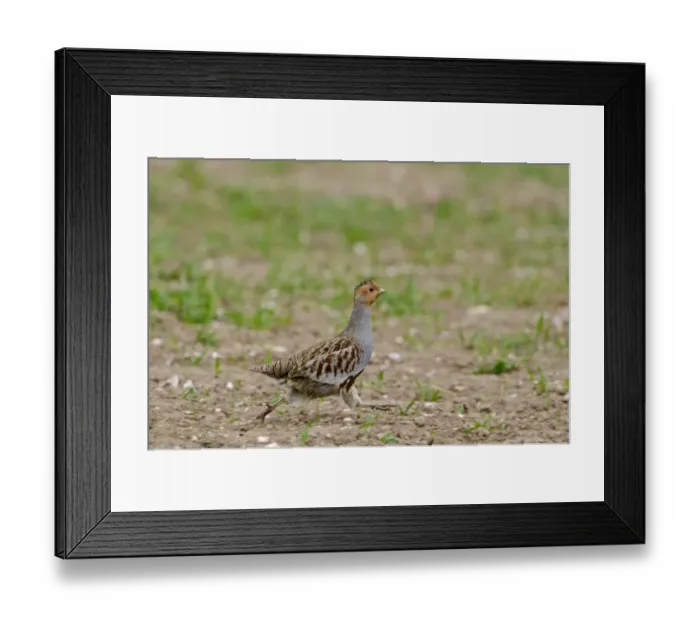 Framed Print : Grey Partridge Perdix perdix male running along edge of winter wheat field Norfolk spring Framed Print : Grey Partridge Perdix perdix male running along edge of winter wheat field Norfolk spring