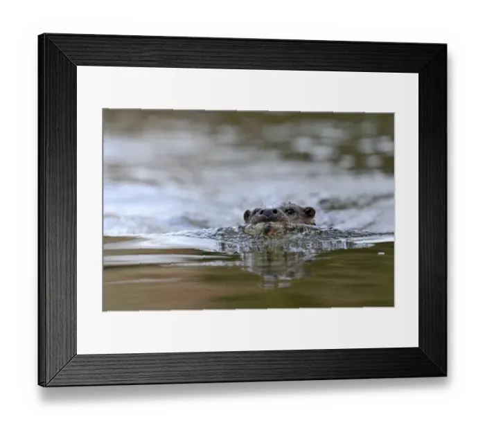 Framed Print : Otter Lutra lutra on River Thet Thetford Norfolk
