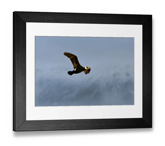Framed Print : Great Cormorant Phalacrocorax carbo (subspecies sinensis) Lake Kerkinin Greece winter Framed Print : Great Cormorant Phalacrocorax carbo (subspecies sinensis) Lake Kerkinin Greece winter