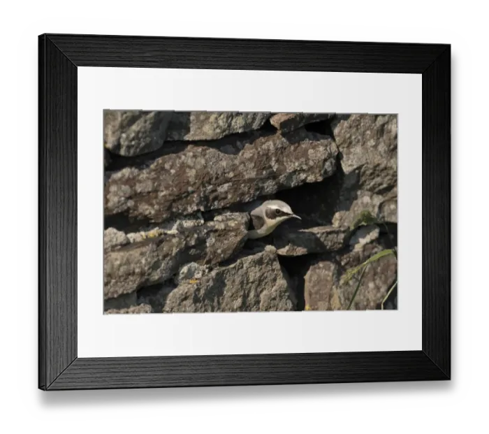 Framed Print : Northern Wheatear, Oenanthe oenanthe male coming out of nest Shetland June Framed Print : Northern Wheatear, Oenanthe oenanthe male coming out of nest Shetland June