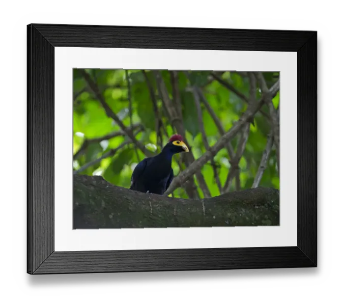 Framed Print : Rosss Turaco Musophaga rossae Masai Mara Kenya Framed Print : Rosss Turaco Musophaga rossae Masai Mara Kenya