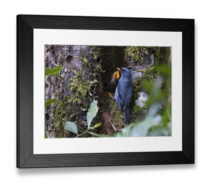Framed Print : Black-faced Solitaire Myadestes melanops at nest Savegre Costa Rica Framed Print : Black-faced Solitaire Myadestes melanops at nest Savegre Costa Rica