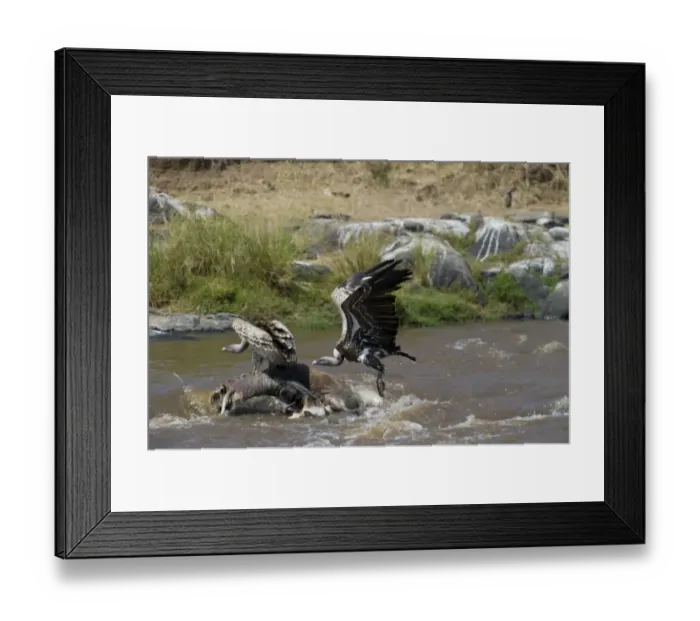 Framed Print : Ruppells Griffon Vulture Gyps rueppellil feeding on Wildebeest carcasses in Mara River Framed Print : Ruppells Griffon Vulture Gyps rueppellil feeding on Wildebeest carcasses in Mara River