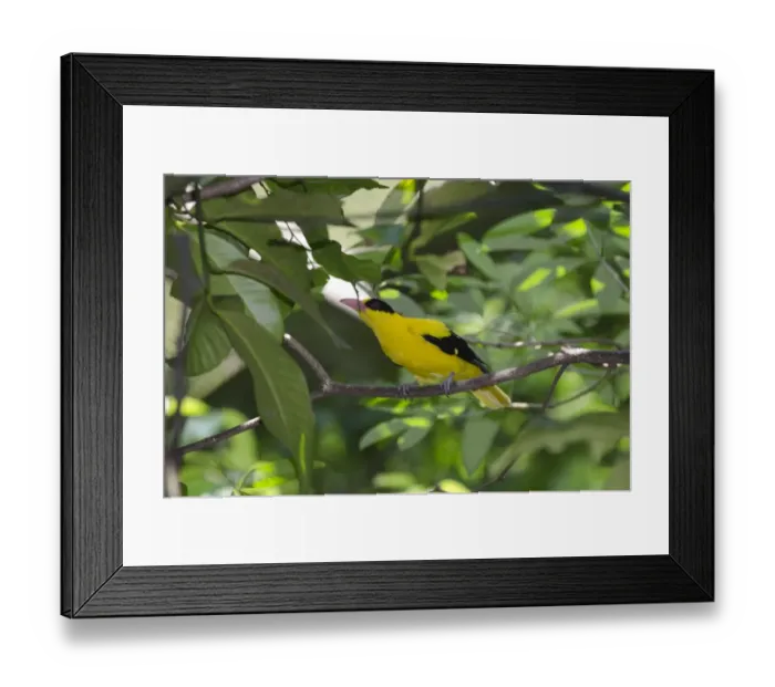 Framed Print : Black-naped Oriole (Oriolus chinensis) Singapore