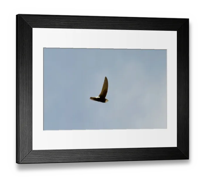 Framed Print : Little Swift Apus affinis Masai Mara Kenya Framed Print : Little Swift Apus affinis Masai Mara Kenya