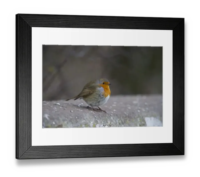 Framed Print : Robin Erithacus rubecula on garden wall Norfolk Framed Print : Robin Erithacus rubecula on garden wall Norfolk