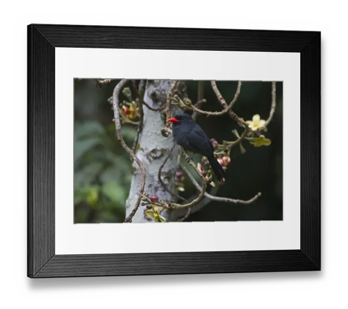 Framed Print : Black-fronted Nunbird Monasa nigifrons Iquitos Amazon Peru Framed Print : Black-fronted Nunbird Monasa nigifrons Iquitos Amazon Peru