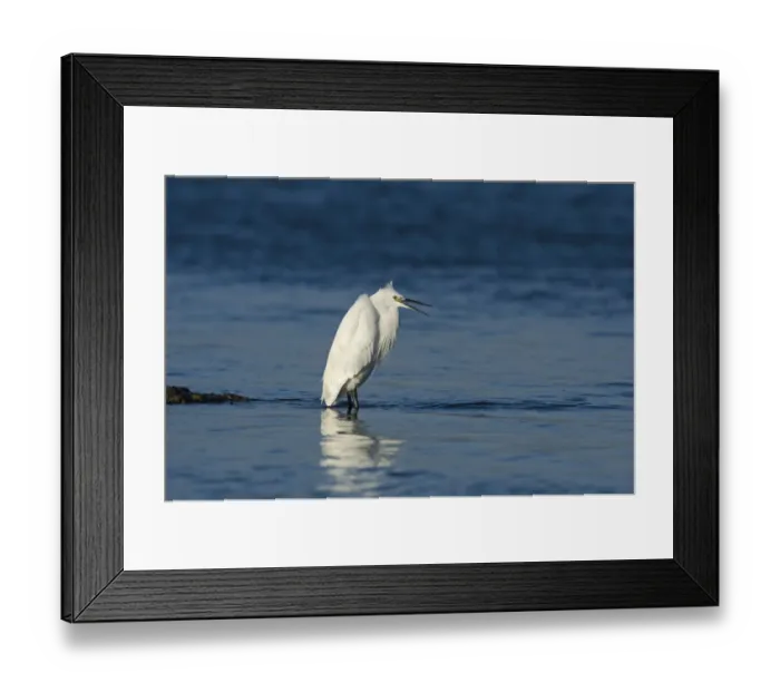 Framed Print : Little Egret Egretta garzetta in coastal creek Norfolk winter Framed Print : Little Egret Egretta garzetta in coastal creek Norfolk winter